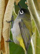 Reunion Olive White-eye