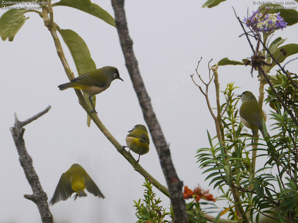 Zostérops de la Réunionadulte, habitat, pêche/chasse, Comportement