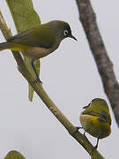 Reunion Olive White-eye