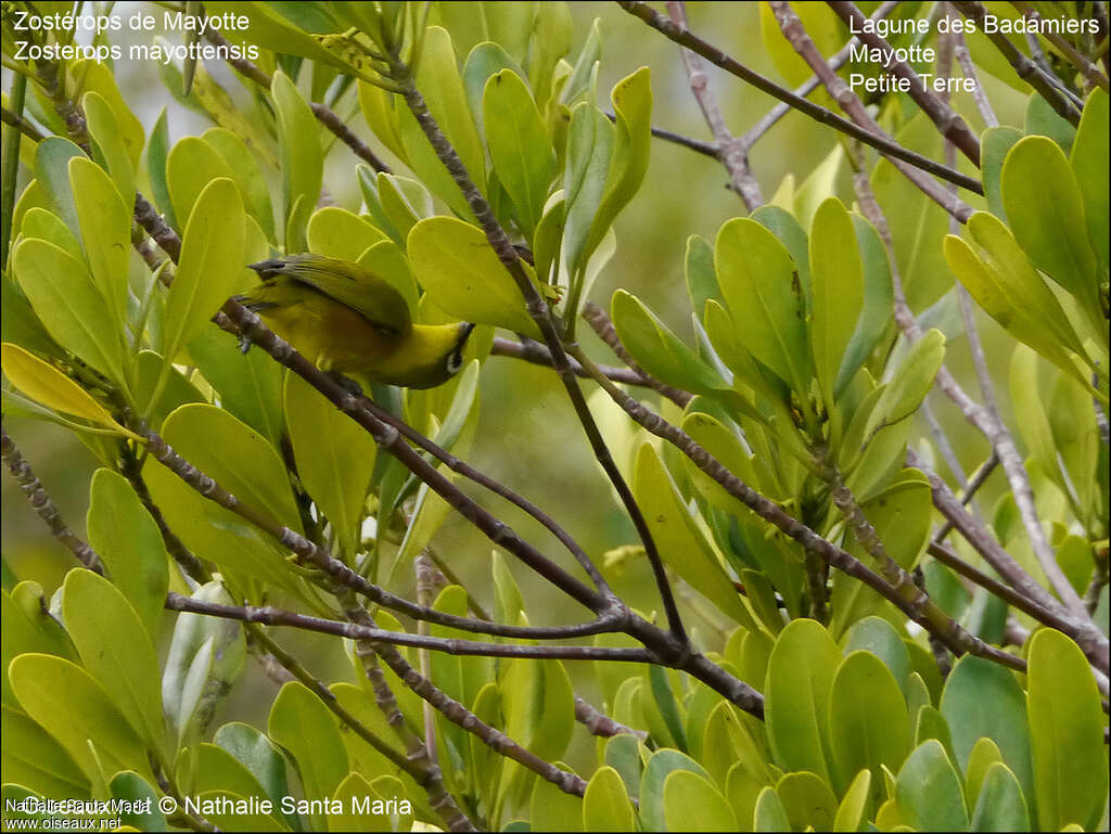 Zostérops de Mayotteadulte, habitat, mange, Comportement