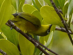 Mayotte White-eye