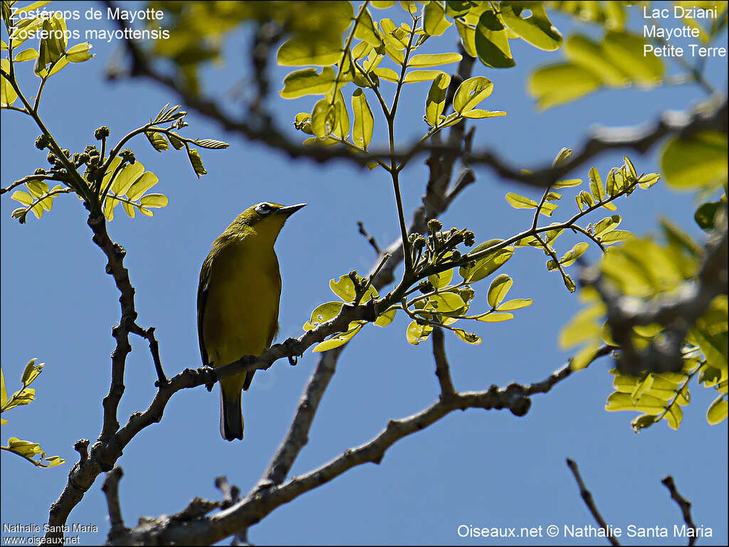 Mayotte White-eyeadult, habitat, Behaviour