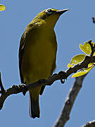 Mayotte White-eye