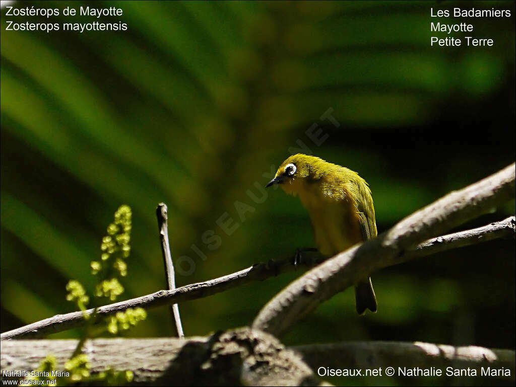 Zostérops de Mayotteadulte, habitat, Comportement