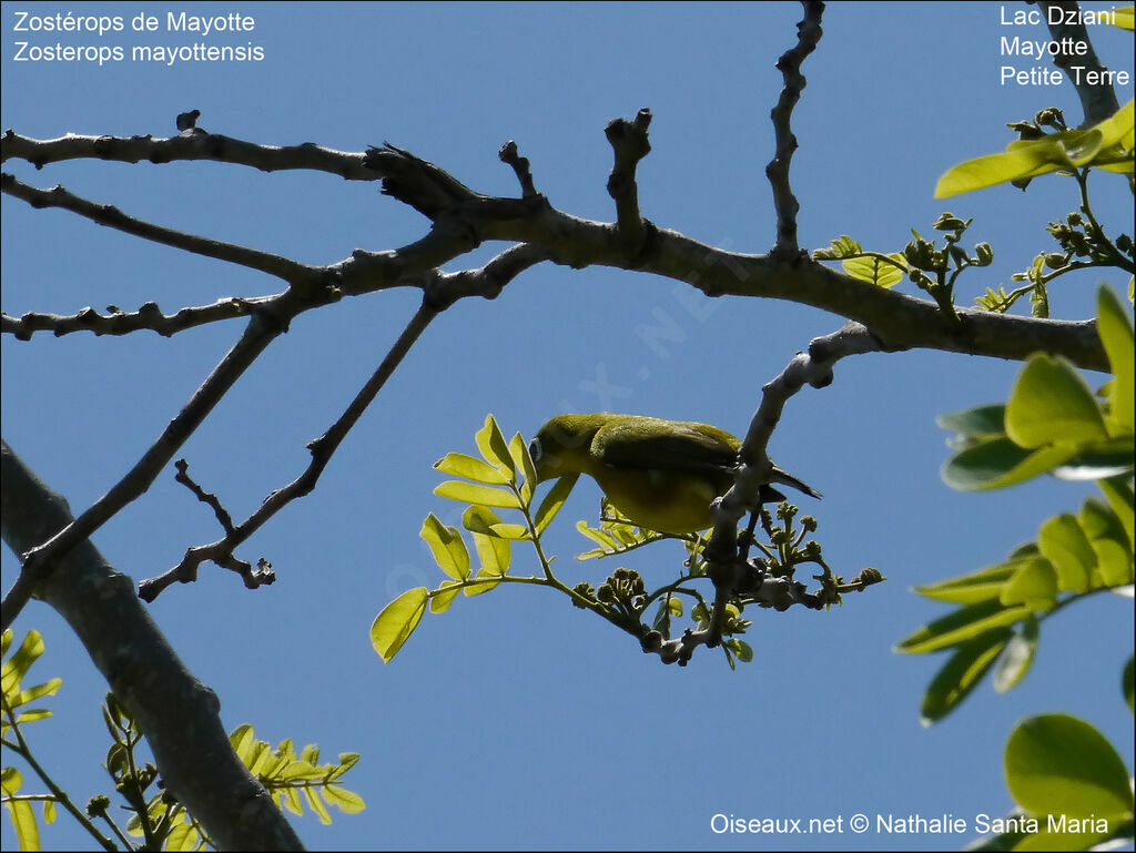 Zostérops de Mayotteadulte, habitat, Comportement