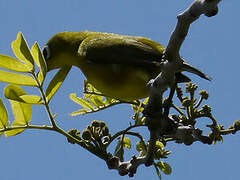 Mayotte White-eye