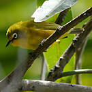 Zostérops de Mayotte