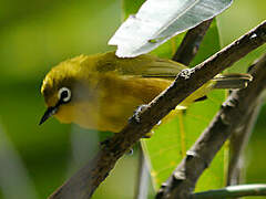 Mayotte White-eye