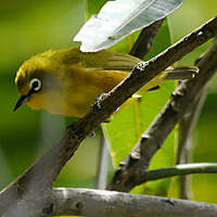 Zostérops de Mayotte