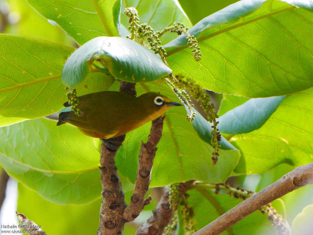 Mayotte White-eyeadult, feeding habits, Behaviour