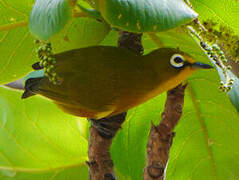 Mayotte White-eye