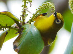 Mayotte White-eye