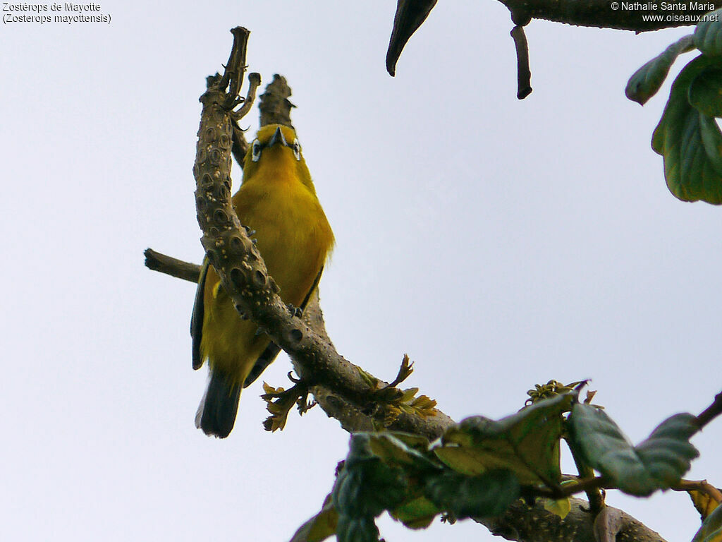 Mayotte White-eyeadult, Behaviour