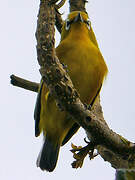 Mayotte White-eye