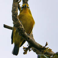 Zostérops de Mayotte