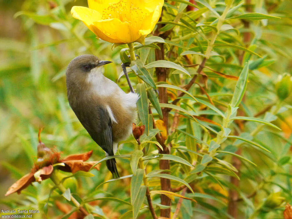 Zostérops des Mascareignesadulte, identification