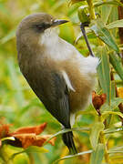 Reunion Grey White-eye