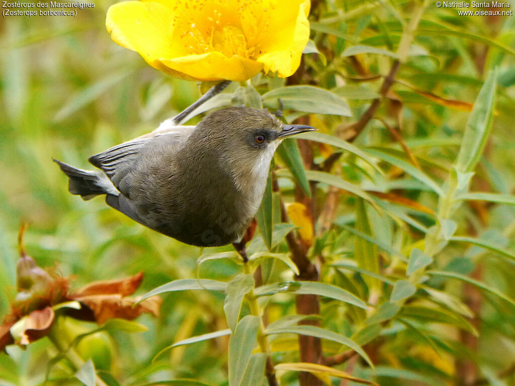 Reunion Grey White-eyeadult, identification, habitat, Behaviour