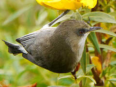 Reunion Grey White-eye