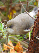 Reunion Grey White-eye