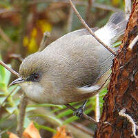 Zostérops des Mascareignes