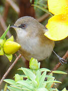 Reunion Grey White-eye