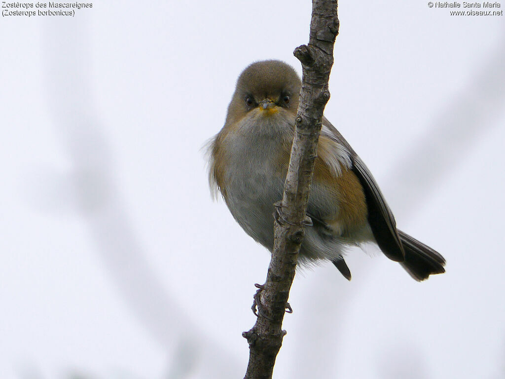 Reunion Grey White-eyeadult, identification, Behaviour