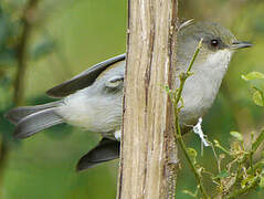 Reunion Grey White-eye