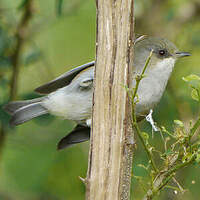 Zostérops des Mascareignes