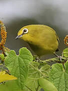 Northern Yellow White-eye