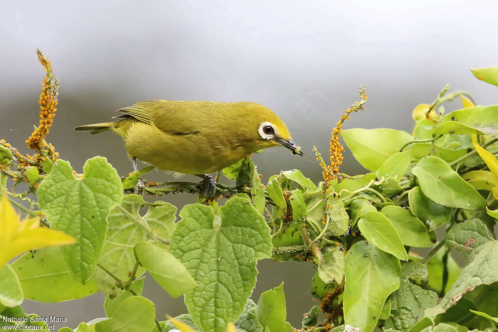 Northern Yellow White-eyeadult, feeding habits