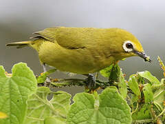 Northern Yellow White-eye