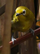 Northern Yellow White-eye