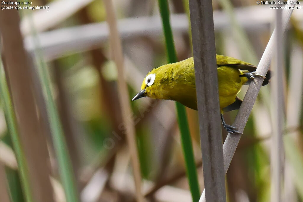 Northern Yellow White-eye, identification, habitat