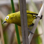 Zostérops jaune