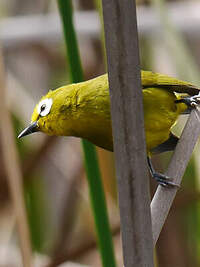 Zostérops jaune