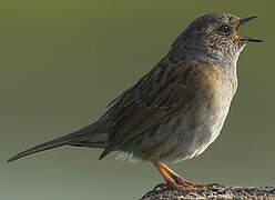 Dunnock