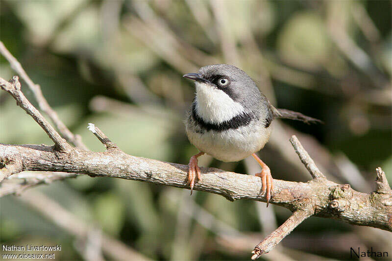 Apalis à collieradulte, identification