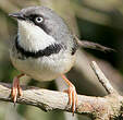 Apalis à collier