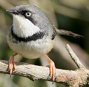 Bar-throated Apalis