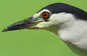 Black-crowned Night Heron