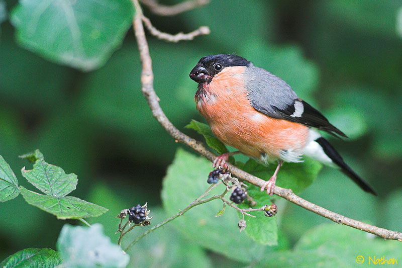 Eurasian Bullfinch male adult