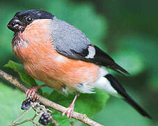 Eurasian Bullfinch