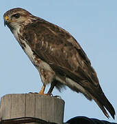 Forest Buzzard