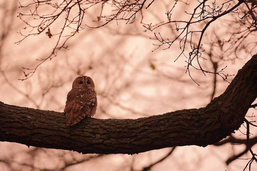 Tawny Owladult, identification