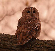 Tawny Owl