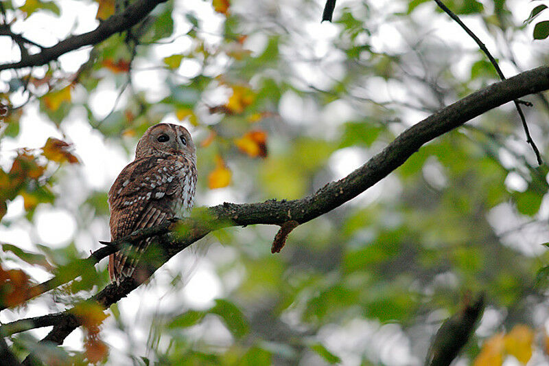 Tawny Owladult, identification