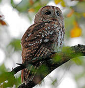 Tawny Owl