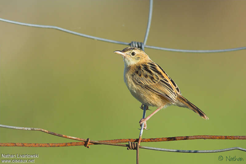 Zitting Cisticola female adult breeding, identification