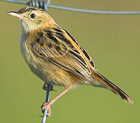 Zitting Cisticola